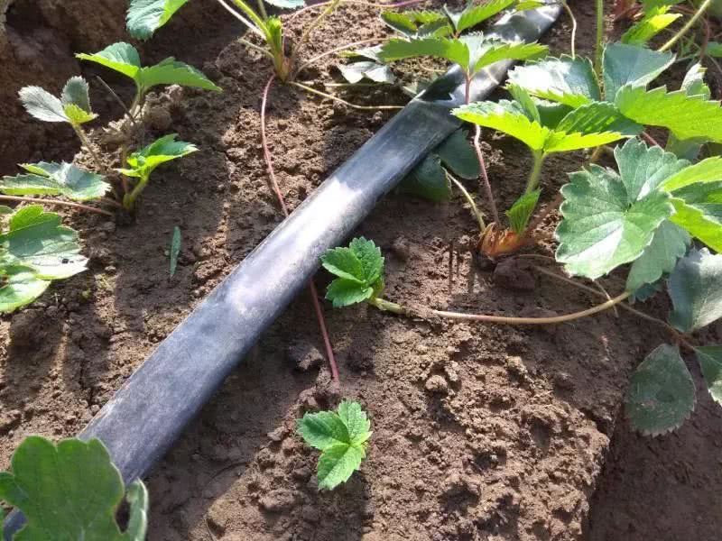 霍爾德土壤水勢傳感器，是用于灌溉管理的可靠儀器