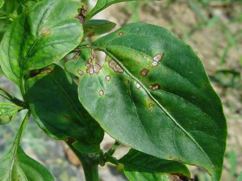 農(nóng)作物病害檢測(cè)儀為農(nóng)戶帶來便利